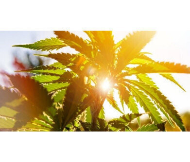 确定医用大麻的水分含量