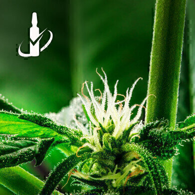 大麻二丁酸新标准推进大麻分析