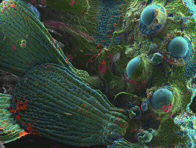 RMS 2021日历现在可用