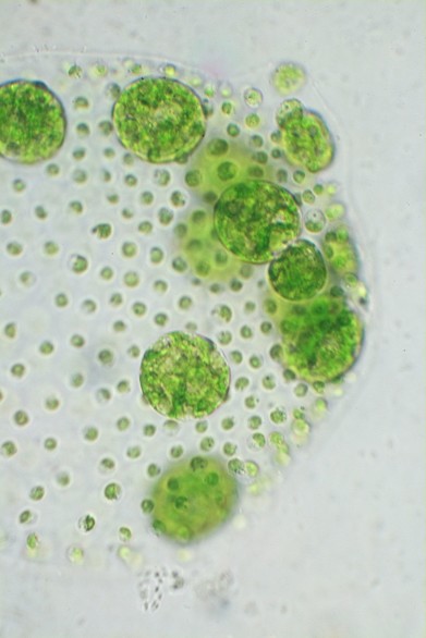 微观摄影重新关注藻类的重要性