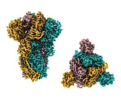 穿山甲会导致人类感染冠状病毒吗?