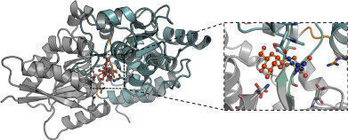靶向摄取源可以对抗结核病