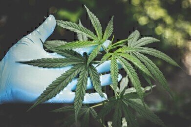医疗大麻-测试、分析和识别