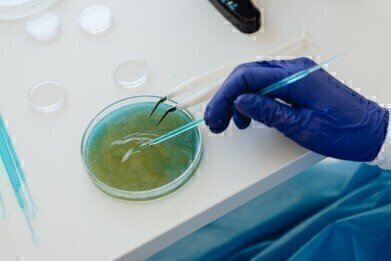 如何在大麻中检测微生物和真菌毒素?