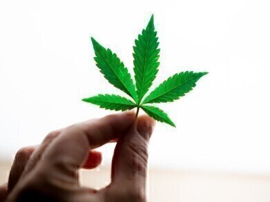应变分析医用大麻是什么?