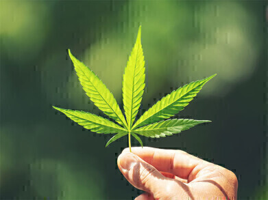大麻质量测试认证参考材料