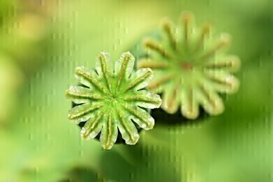 生物处理的目的是什么?