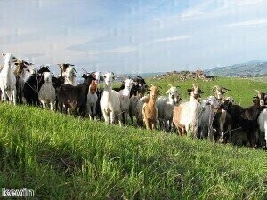 牛肺炎测试支持农场解释方法