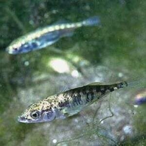 鱼类分析新水平测试