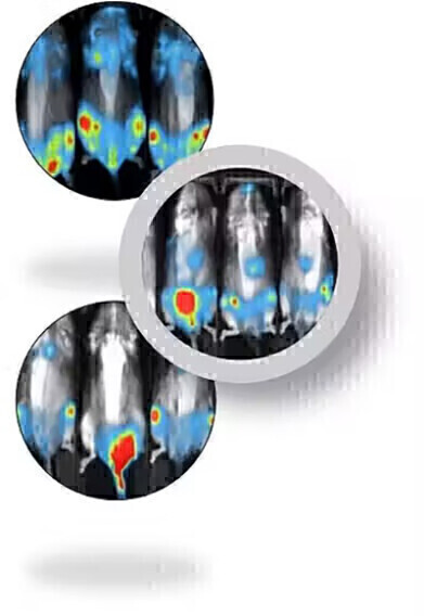 利用CDX AML临床前研究小鼠模型的研究