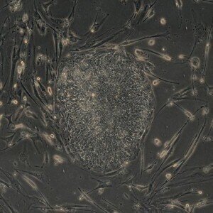 CPhI & P-MEC中国2020年宣布灵活混合制药事件