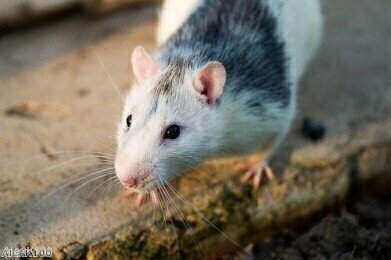 第一个试管pan-TRK免疫组织化学分析